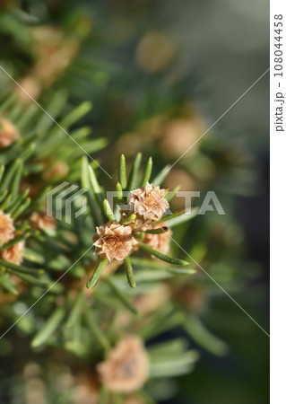 Norway spruce Petra Norway spruce Petra 108044458