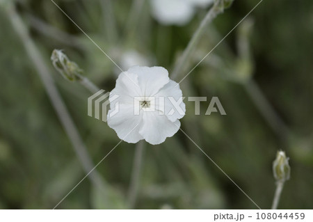 White Rose campion White Rose campion 108044459