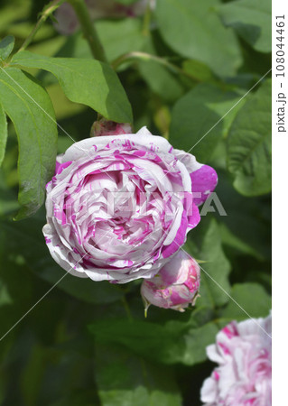 Rose Variegata di Bologna Rose Variegata di Bologna 108044461