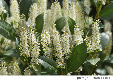 Laurel cherry Laurel cherry 108044464