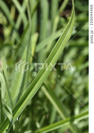 Daylily Stella de Oro 108044466