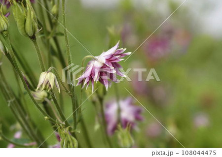 Columbine Nora Barlow 108044475