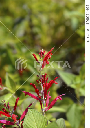 Pineapple sage Ananas Pineapple sage Ananas 108044491