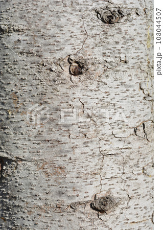 Deodar cedar 108044507
