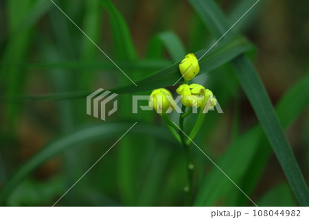 山野草の王様 108044982