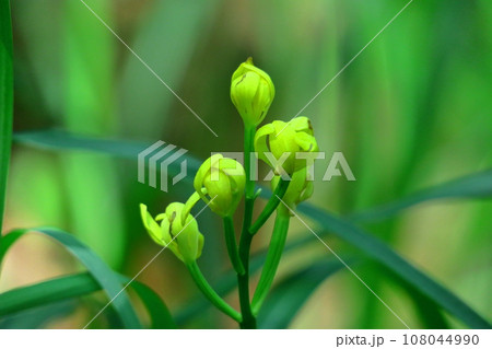 山野草の王様 山野草の王様 108044990