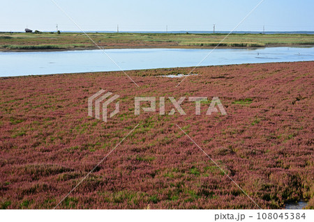 サロマ湖キムアネップ崎サンゴ草群落 108045384