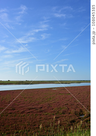 サロマ湖キムアネップ崎サンゴ草群落 108045385