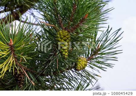 Closeup on pine branch with male and female cone Closeup on pine branch with male and female cone 108045429