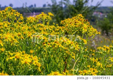 Yellow flowers of Senecio vernalis closeup on a blurred green background. Selective focus Yellow flowers of Senecio vernalis closeup on a blurred green background. Selective focus 108045431