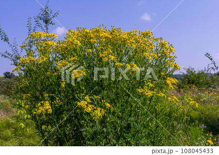 Yellow flowers of Senecio vernalis closeup on a blurred green background. Selective focus Yellow flowers of Senecio vernalis closeup on a blurred green background. Selective focus 108045433