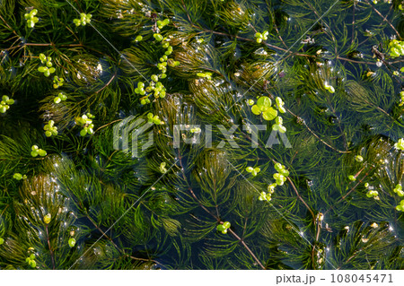 Close up of the aquatic plant Ceratophyllum coontails, hornworts floating on the surface of the water in a pond. Europe 108045471