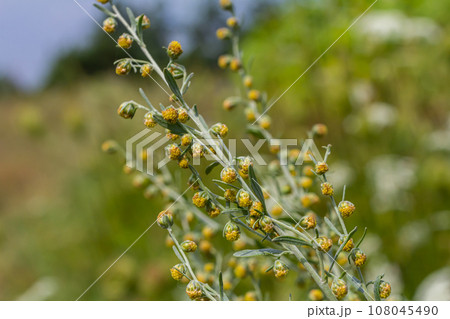 Wormwood green grey leaves with beautiful yellow flowers. Artemisia absinthium absinthium, absinthe wormwood flowering plant, closeup macro 108045490