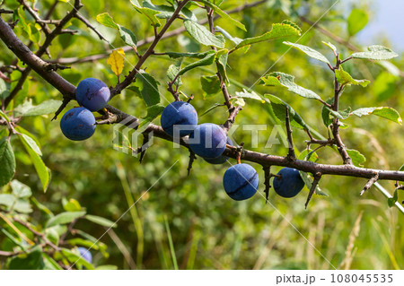 Blackthorn Prunus spinosa, also known as blackthorn 108045535