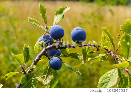 Blackthorn Prunus spinosa, also known as blackthorn Blackthorn Prunus spinosa, also known as blackthorn 108045537