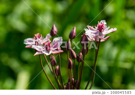 Butomus umbellatus, Flowering Rush. Wild plant shot in summer. 108045585