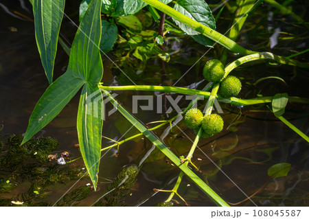 Closeup of arrowhead flower. Sagittaria sagittifolia plant Closeup of arrowhead flower. Sagittaria sagittifolia plant 108045587