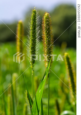 Setaria grows in the field in nature Setaria grows in the field in nature 108045592