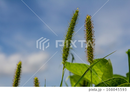 Setaria grows in the field in nature Setaria grows in the field in nature 108045593