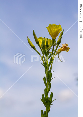 Yellow evening primrose Oenothera biennis, medicine plant for cosmetics, skin care and eczema 108045598
