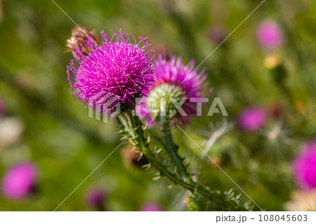 Thistle Carduus acanthoides grows in the wild in summer 108045603