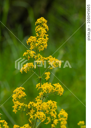 Galium verum, lady's bedstraw or yellow bedstraw low scrambling plant, leaves broad, shiny dark green, hairy underneath, flowers yellow and produced in dense clusters 108045605
