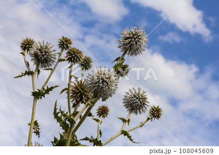 Close up selective focus of Great globe thistle, known as Echinops sphaerocephalus and Glandular globe thistle 108045609