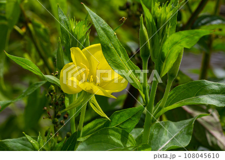 Yellow evening primrose Oenothera biennis, medicine plant for cosmetics, skin care and eczema 108045610