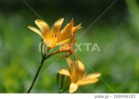 月の光に浮かび咲く 108046185