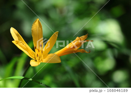 月の光に浮かび咲く 108046189