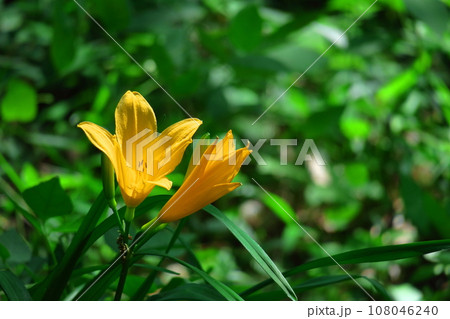 月の光に浮かび咲く 108046240