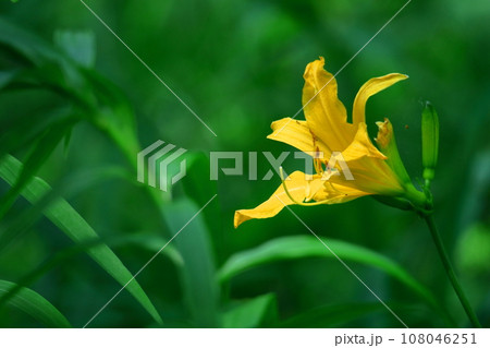 月の光に浮かび咲く 月の光に浮かび咲く 108046251