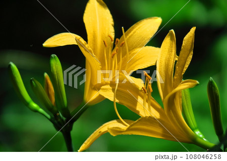 月の光に浮かび咲く 108046258