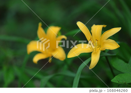 月の光に浮かび咲く 108046260