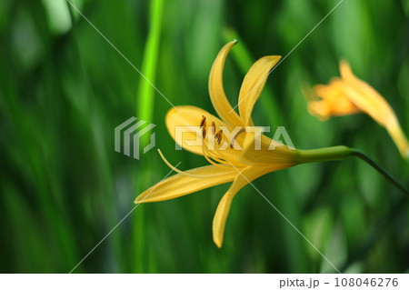 月の光に浮かび咲く 月の光に浮かび咲く 108046276