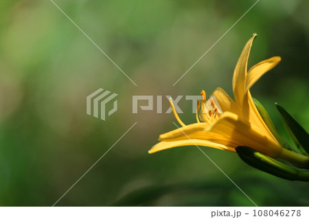 月の光に浮かび咲く 108046278