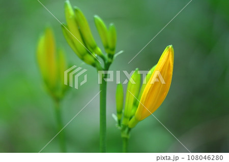 月の光に浮かび咲く 月の光に浮かび咲く 108046280