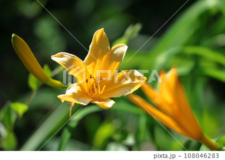 月の光に浮かび咲く 108046283