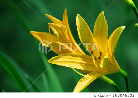 月の光に浮かび咲く 108046302