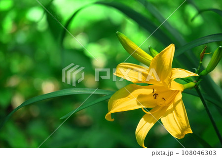 月の光に浮かび咲く 108046303