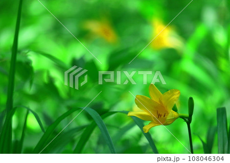 月の光に浮かび咲く 108046304