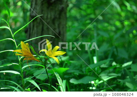 月の光に浮かび咲く 108046324