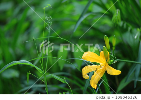 月の光に浮かび咲く 108046326