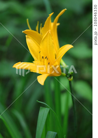 月の光に浮かび咲く 月の光に浮かび咲く 108046330