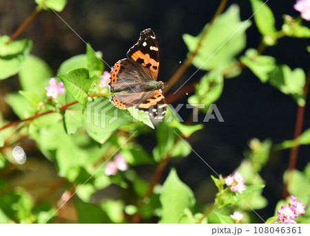 ミゾソバの花に来たアカタテハ ミゾソバの花に来たアカタテハ 108046361