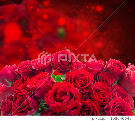 Crimson red rose flowers 108046649