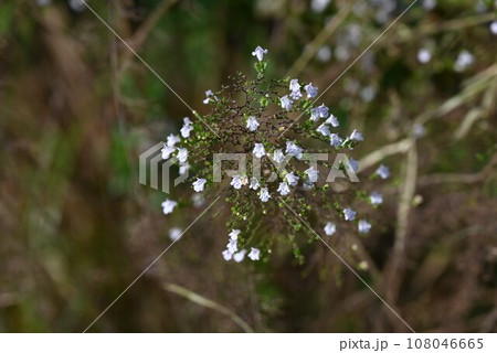 カラミンサ・ネペタ 108046665