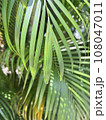 Leaf  108047011
