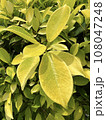 Leaf 108047248