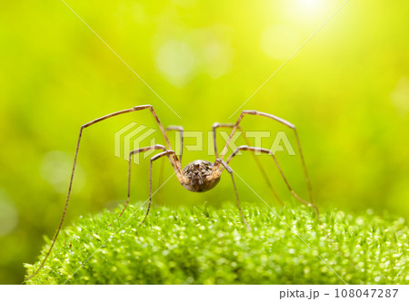Daddy longlegs spider on grass Daddy longlegs spider on grass 108047287